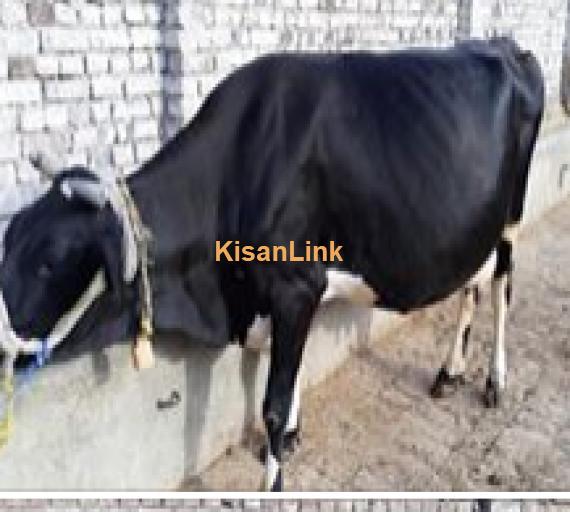 Cow For Sale