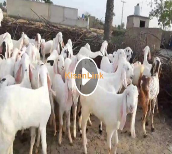 Goats for sale