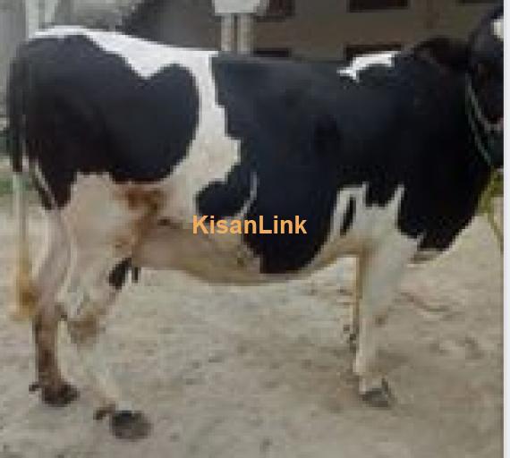 Cow For Sale