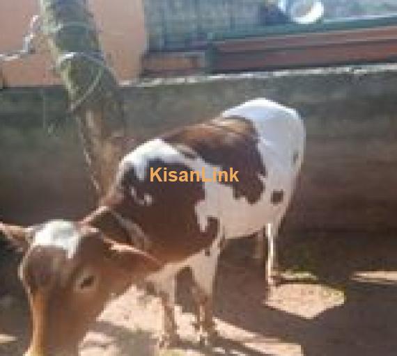 Cow For Sale