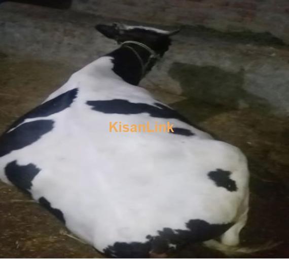 Cow For Sale