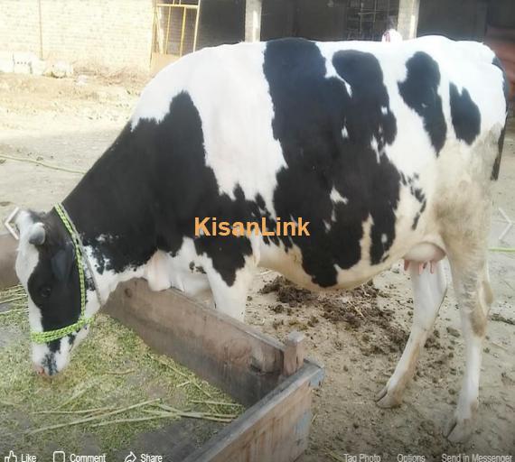 Cow For Sale