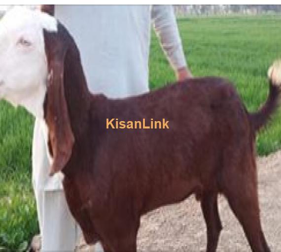 Goat for Sale