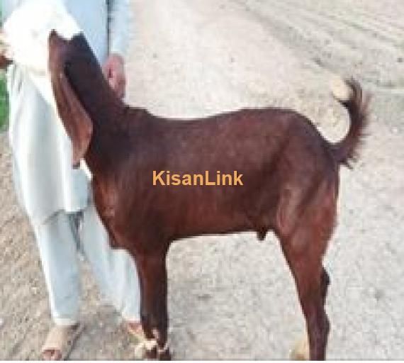 Goat for Sale