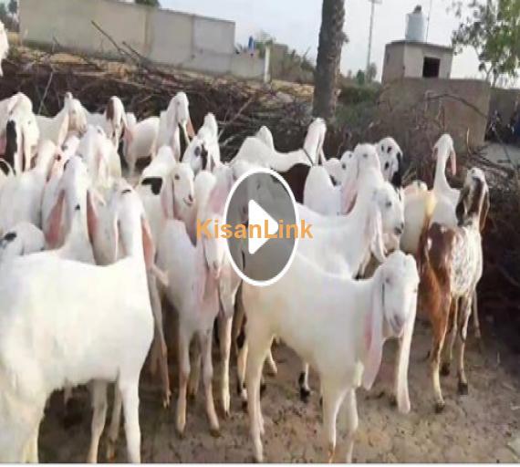 Goat for Sale