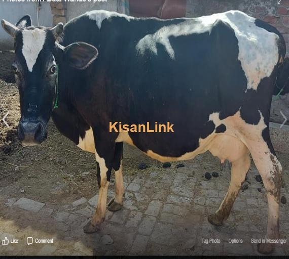 Cow For Sale