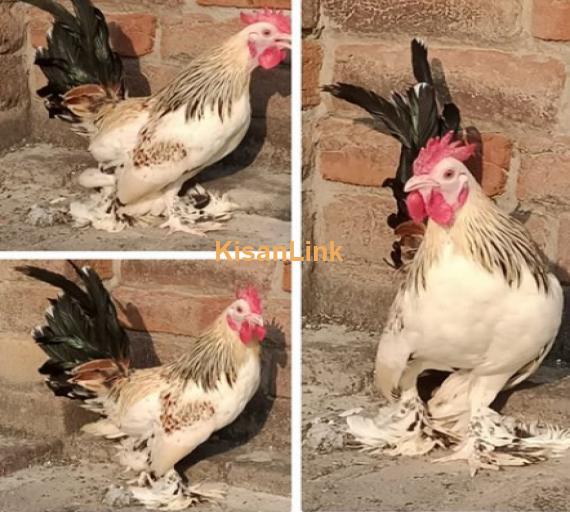 Rooster for Sale