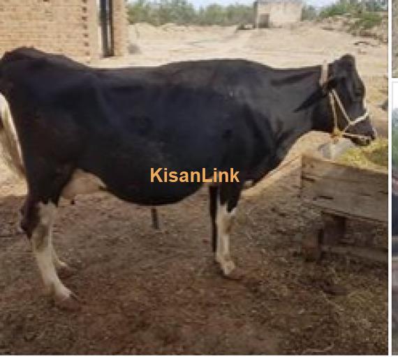 Cow For Sale