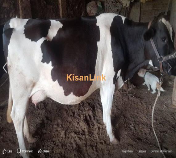 Cow For Sale