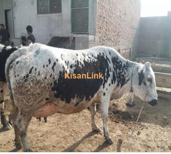 Cow For Sale