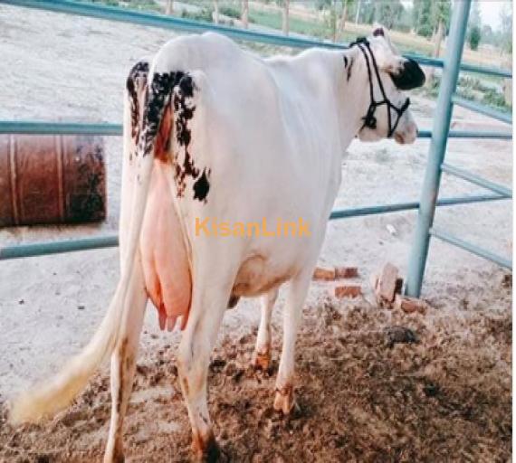 Cow For Sale