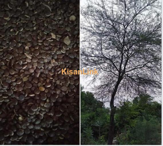Desi Kikkar Seeds
