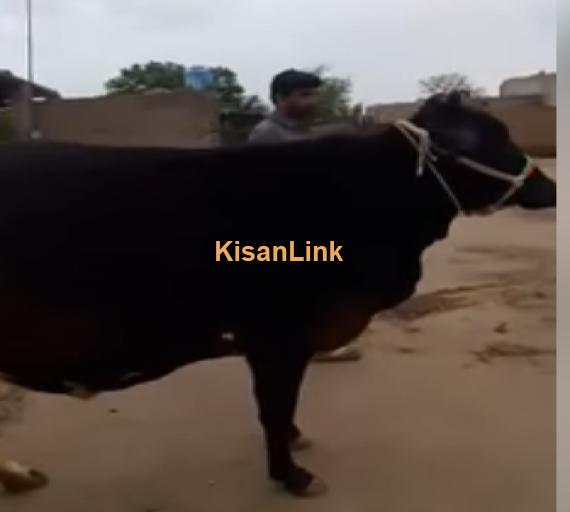 Cow For Sale