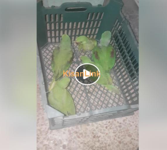 Parrots For Sale