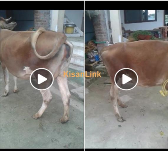 Cow For Sale