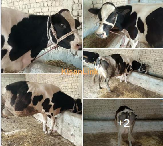 Cow For Sale