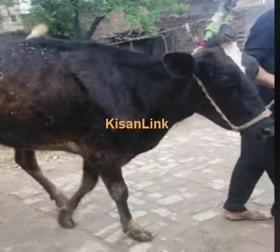 Cow For Sale