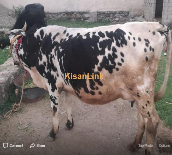 Cow For Sale