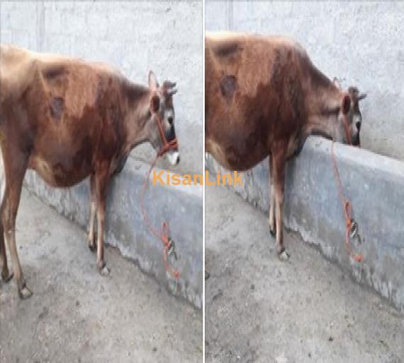 Cow For Sale