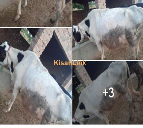 Cow For Sale