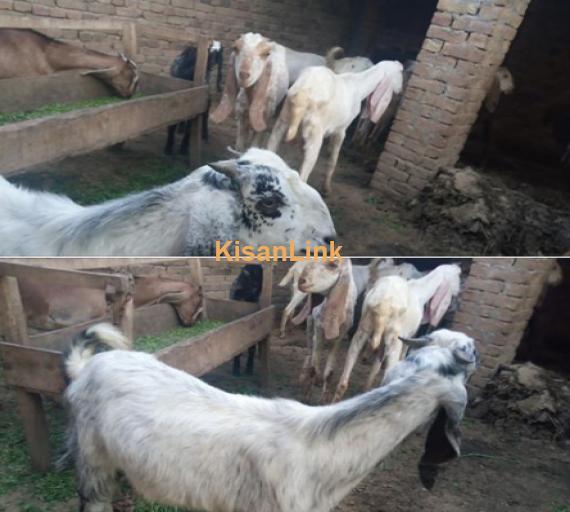 Goat for Sale