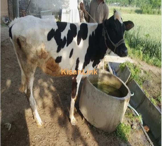 Cow For Sale