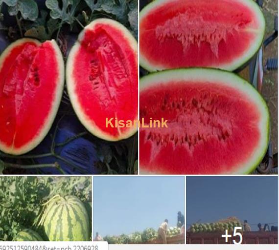 Watermelon For Sale