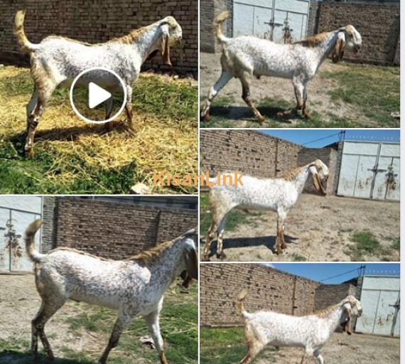 Goat for Sale