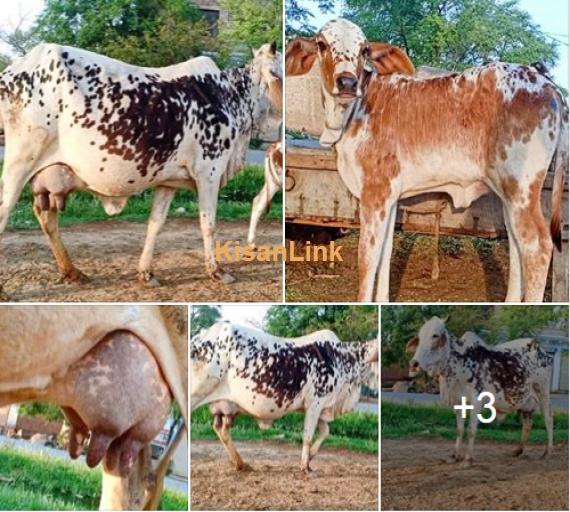 Cow For Sale