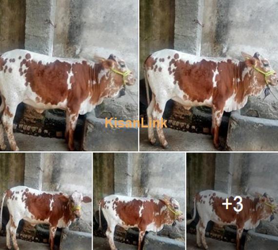 Cow For Sale