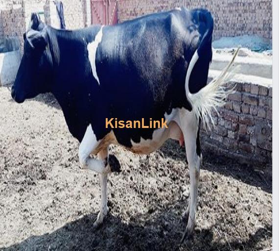 Cow For Sale