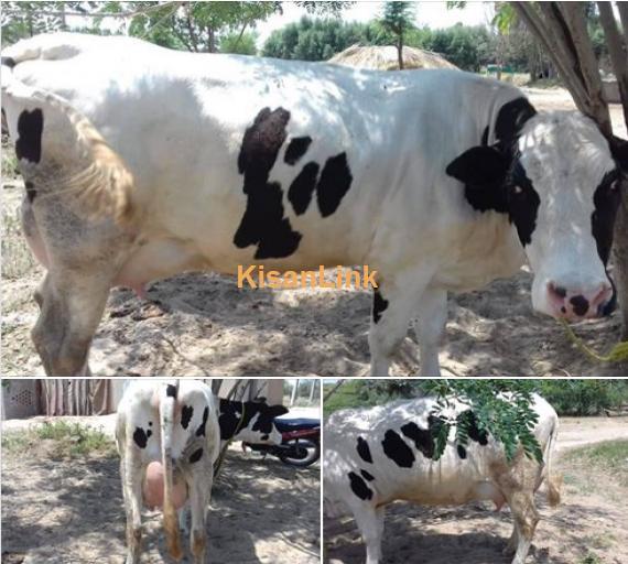 Cow For Sale