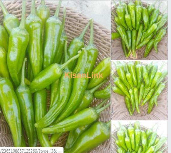 Pepper(مرچ)