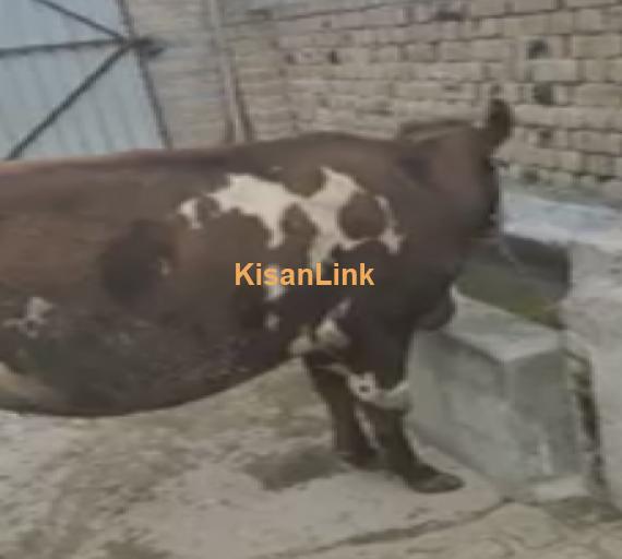 Cow For Sale