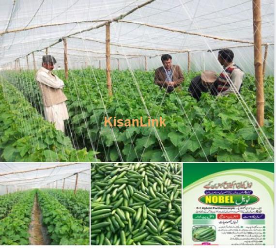 Cucumber (کھیرا)Seeds