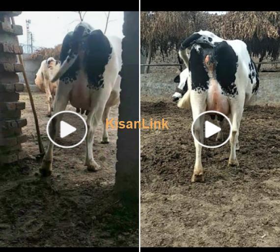 Cow For Sale