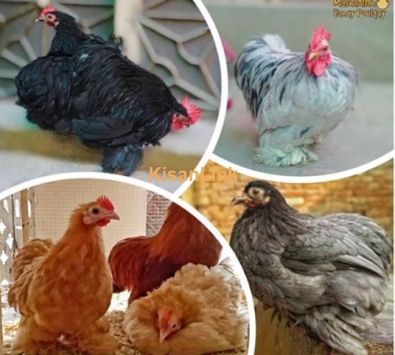 Hen For Sale