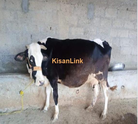 Cow For Sale