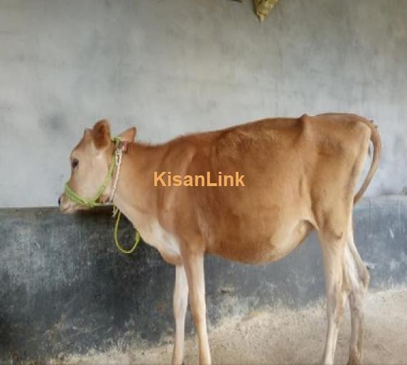 Cow For Sale