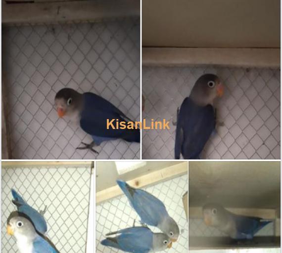 Parrots For Sale