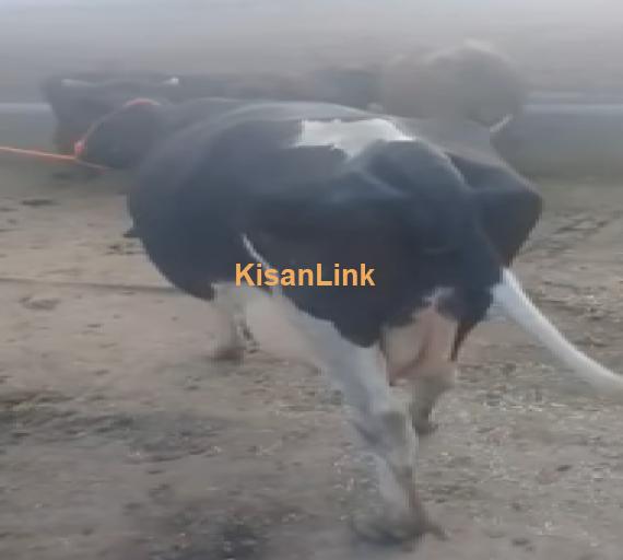 Cow For Sale