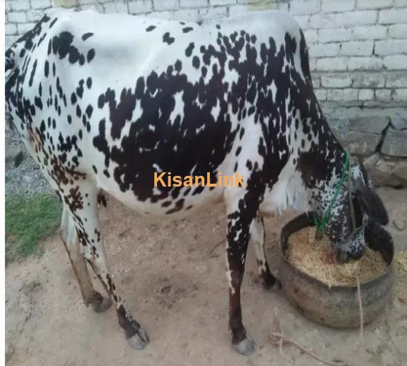 Cow For Sale