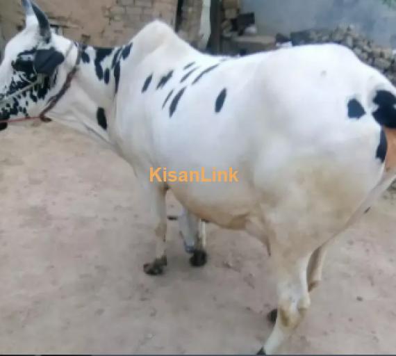 Cow For Sale