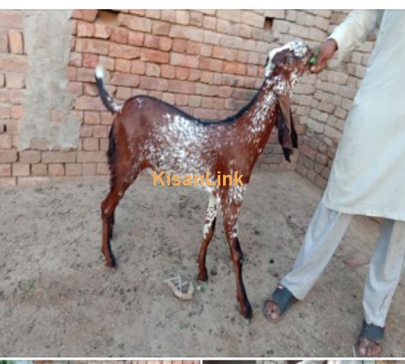 Goat for Sale