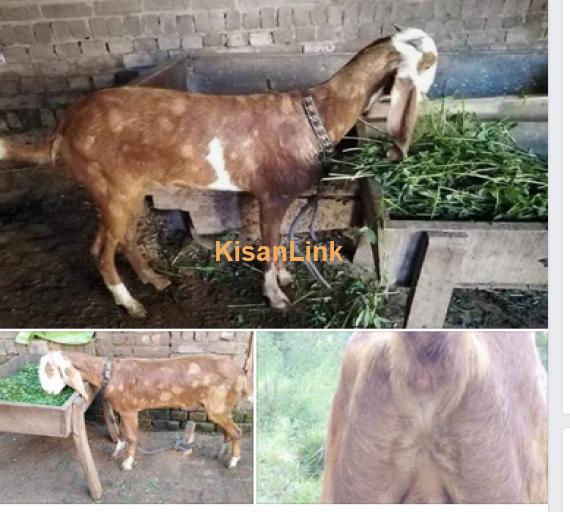 Goat for Sale