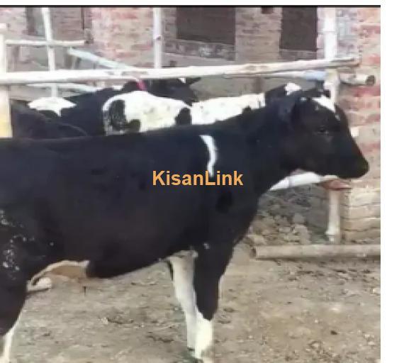 Cow For Sale