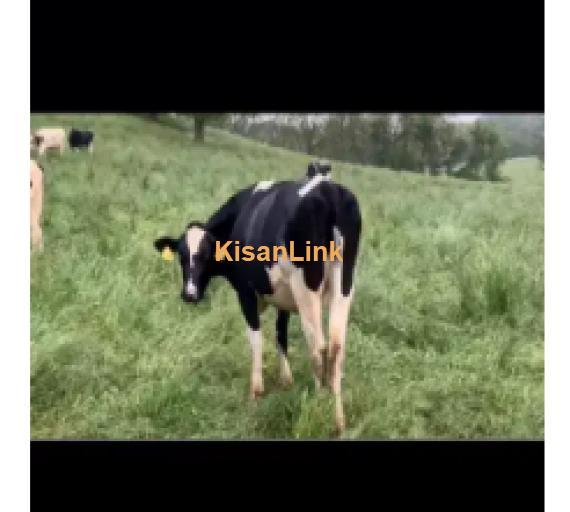 Cow For Sale