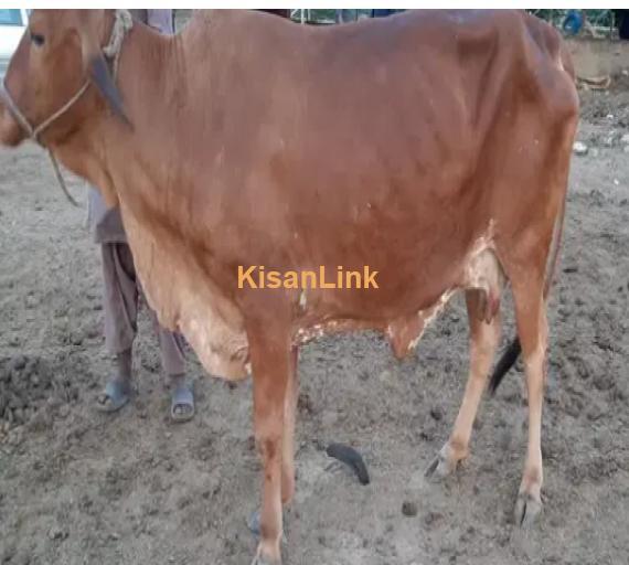 Cow For Sale