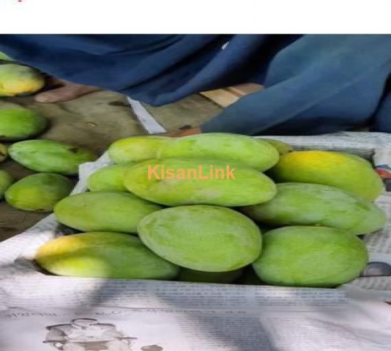 Langra Mango from Rahim Yar Khan ( رحیم یار خان)