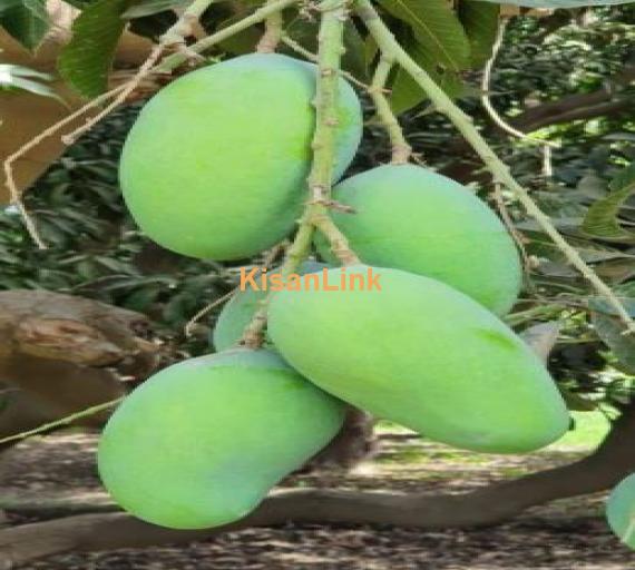 Langra Mango from Rahim Yar Khan ( رحیم یار خان)